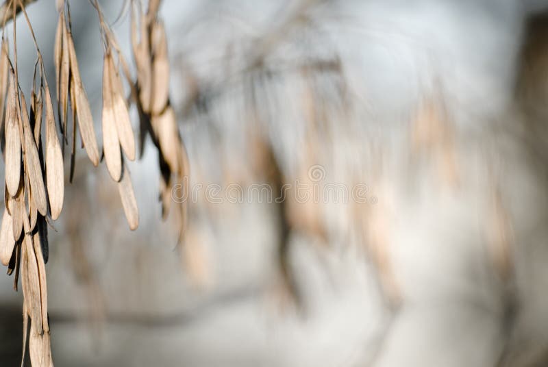 Nature illuminated 6 royalty free stock image Nature illuminated 6 royalty free stock image