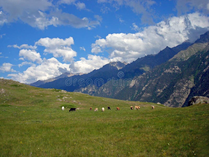 Nature image with Caucasus mountains and a flock
