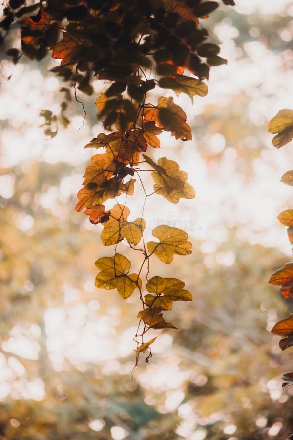 Nature images growing kteafs royalty free stock photography