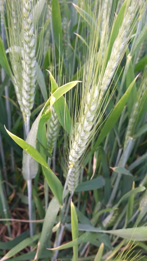 Nature images stock images