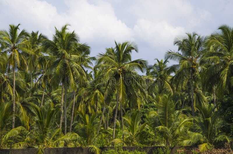 Nature of India landscape