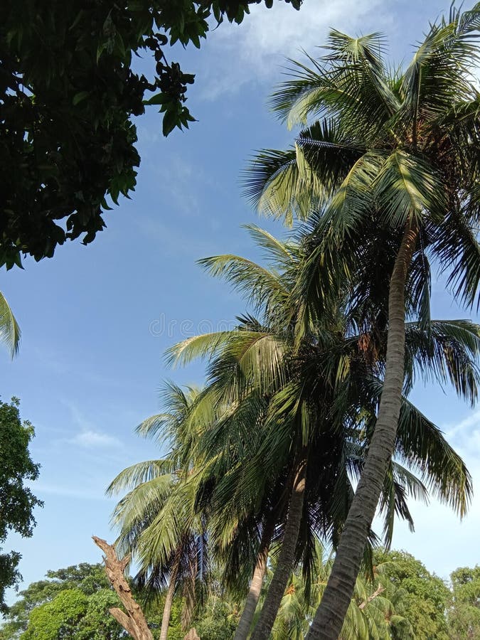 Nature, kolkata Park stock photo. Image of nature, park 213085838