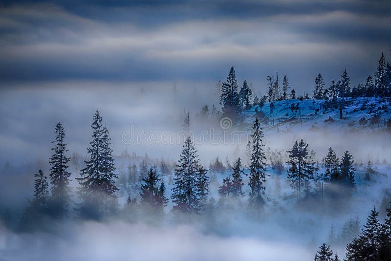 Príroda krajina hmla modré stromy Slovensko