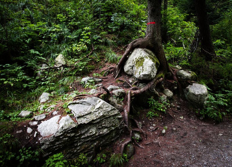 Trapped Stone At The Root Of A Tree Stock Image Image Of Fallen Park 124511423