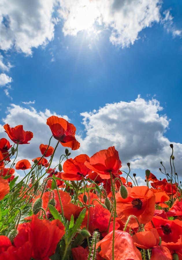 Nature landscape scene with red poppy field and sunlight shines through clouds of blue sky