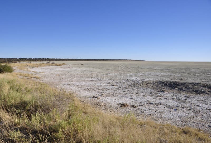 Nature landscape and vegetation at the Etosha salt pans stock images