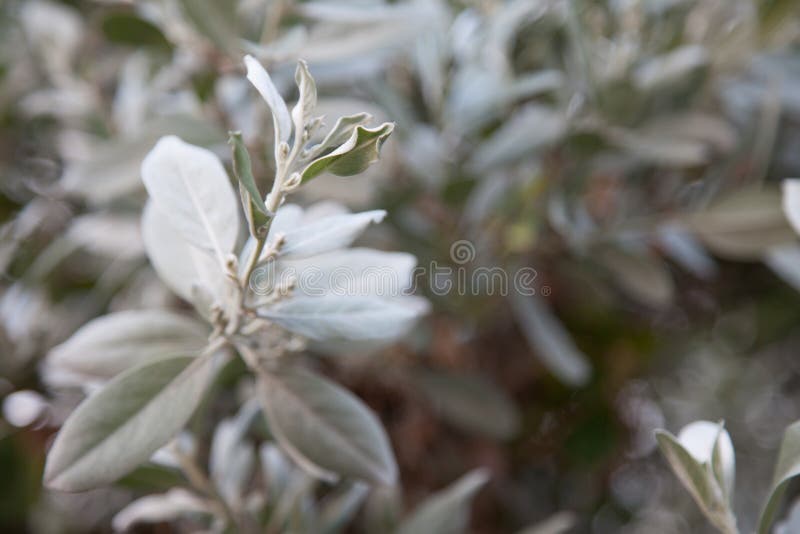 Nature leaves royalty free stock image