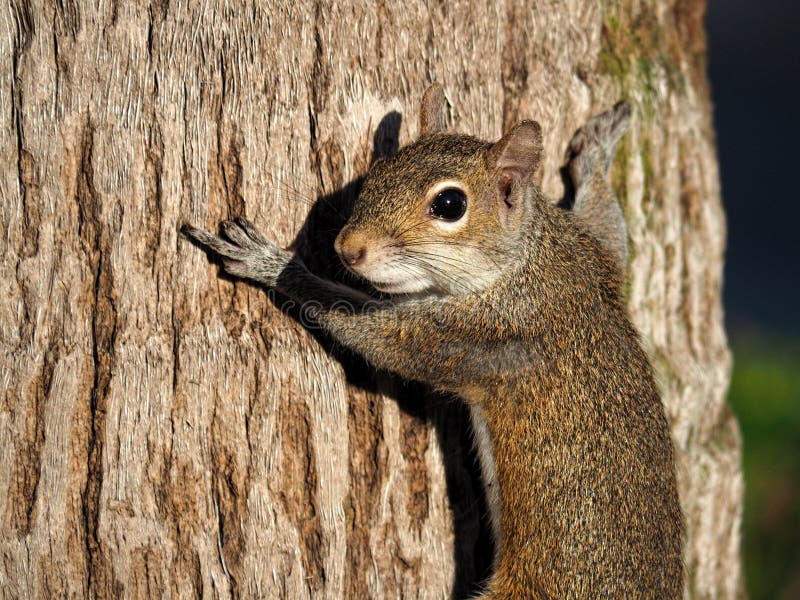 nature-lover-tree-hugger-eastern-grey-squirrel-front-paws-stretched-wide-appearing-to-hug-trunk-60650328.jpg