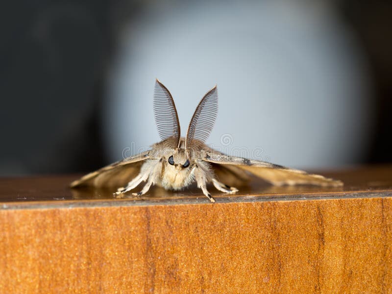 546 Closeup Face Moth Photos Free Royalty Free Stock Photos From Dreamstime