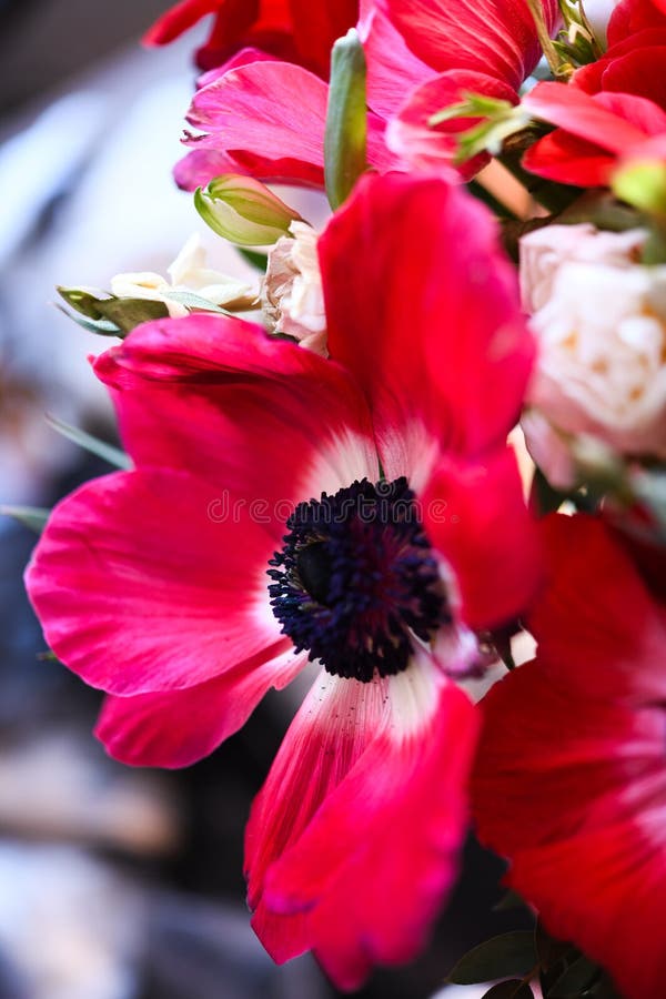 Nature macro photo with red anemone flower stock images Nature macro photo with red anemone flower stock images