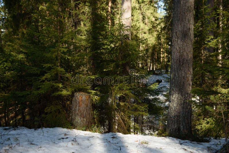 Nature in the Middle of Spring in the Taiga Forest Stock Image Image