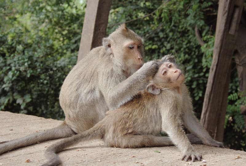 Monkeys Scratch Stock Photos Free & RoyaltyFree Stock Photos from