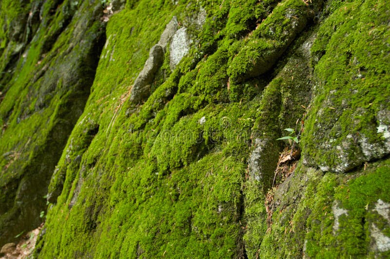 Nature Moss background