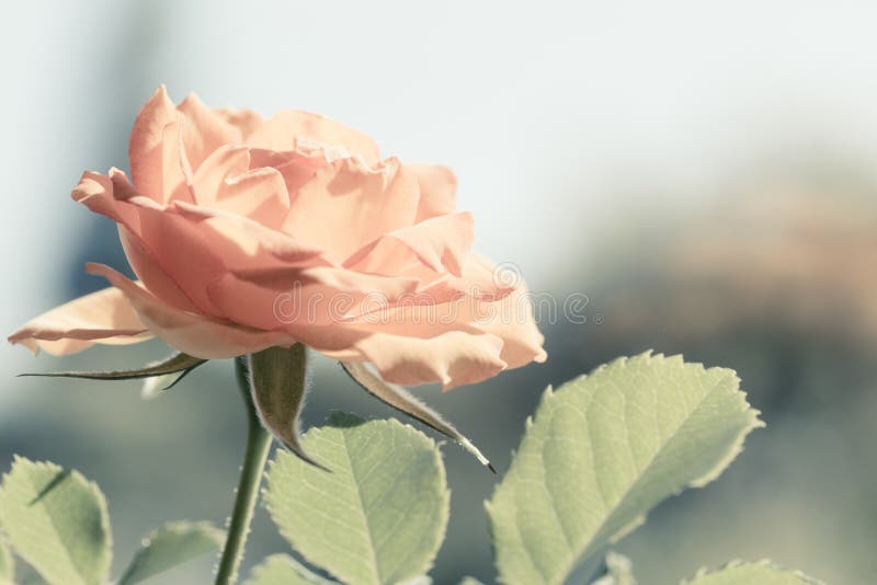 Nature. Orange rose flower for background