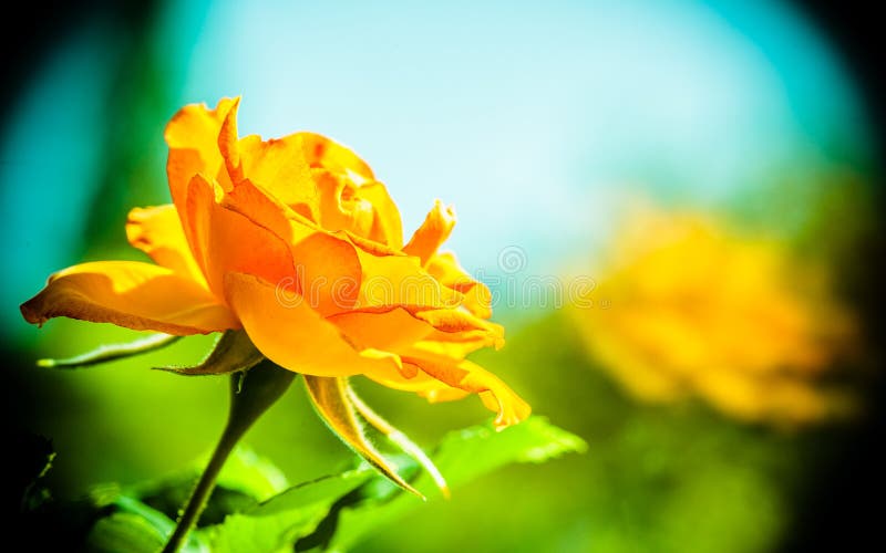 Nature. Orange rose flower for background