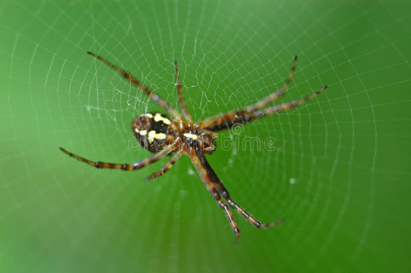 Nature orb web spider
