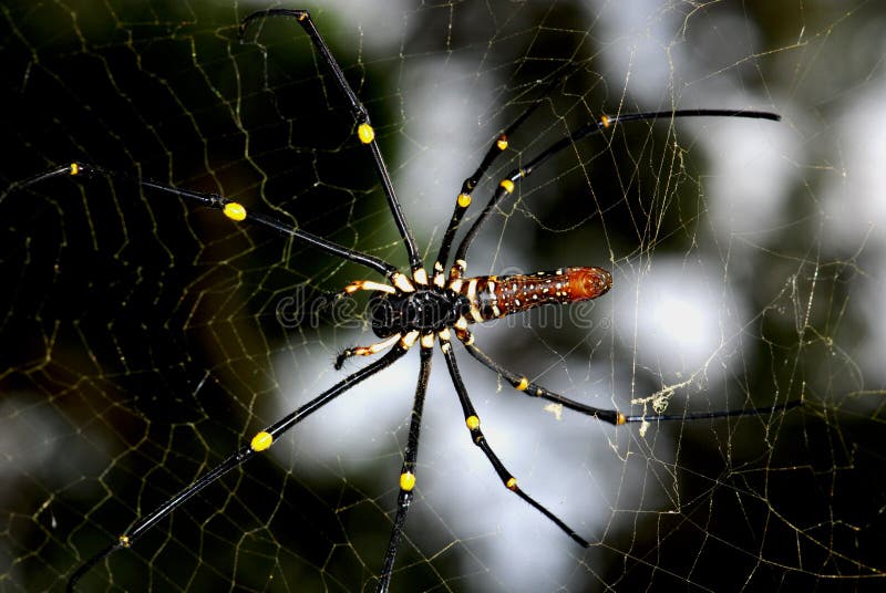 Nature orb web spider royalty free stock image Nature orb web spider royalty free stock image