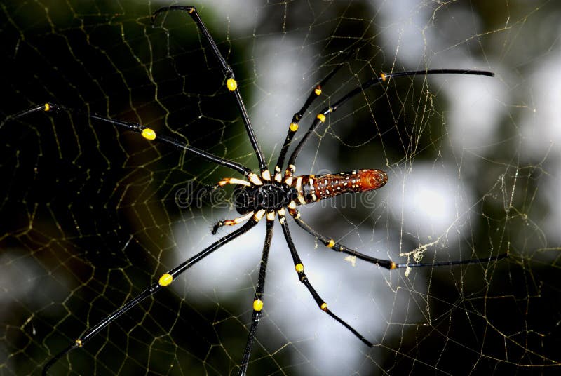 Nature orb web spider