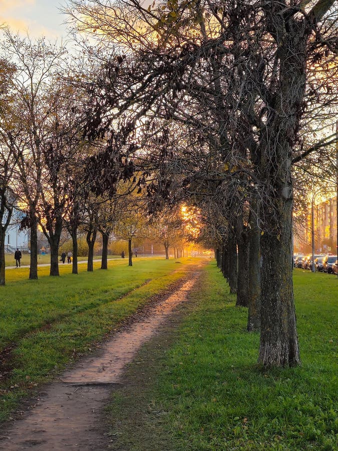 Nature parc de rue belle saison arbre jaune soleil lever de soleil. vue verticale image stock