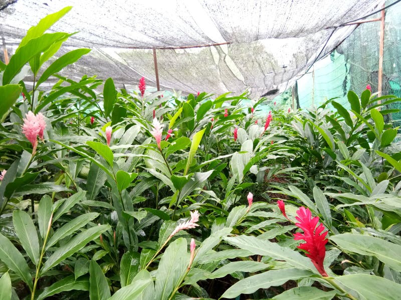 Nature , Plant , Trees, Green Flowers Stock Photo Image of trees