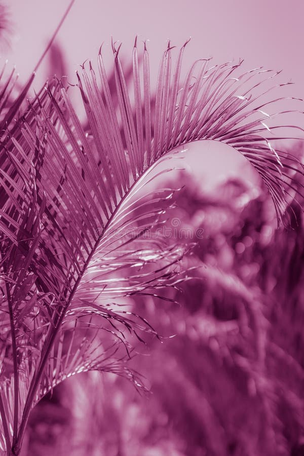 Violet palm tree leaf. stock photo. Image of violet - 140434924