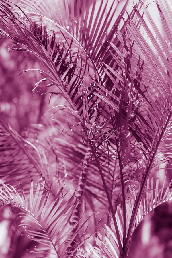 Violet palm tree leaf. stock photo. Image of violet - 140434924