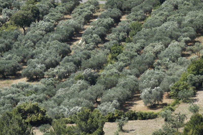 Nature in Provence - olive grove