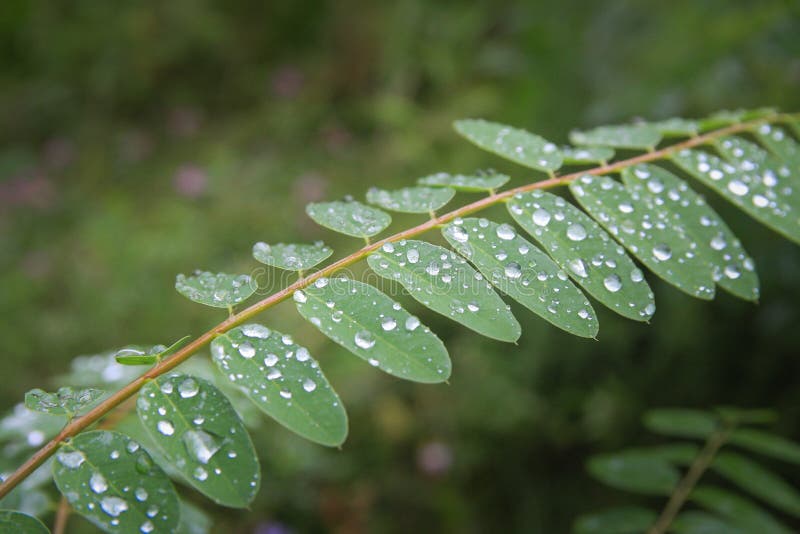 Nature and raindrops in the summer