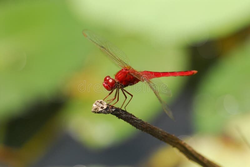 Nature red dragonfly