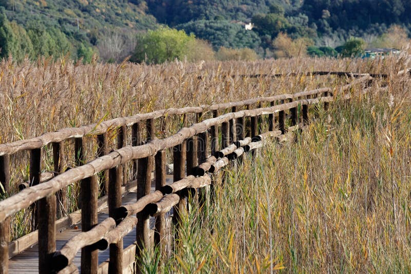 Nature Reserve, Oasis Lipu Massaciuccoli, Lucca, Tuscany