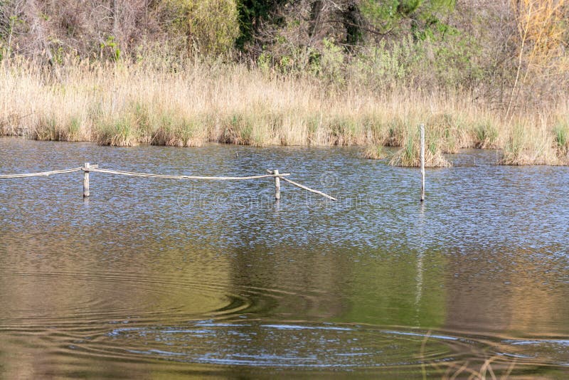 Nature Reserve, Oasis Lipu Massaciuccoli, Lucca, Tuscany