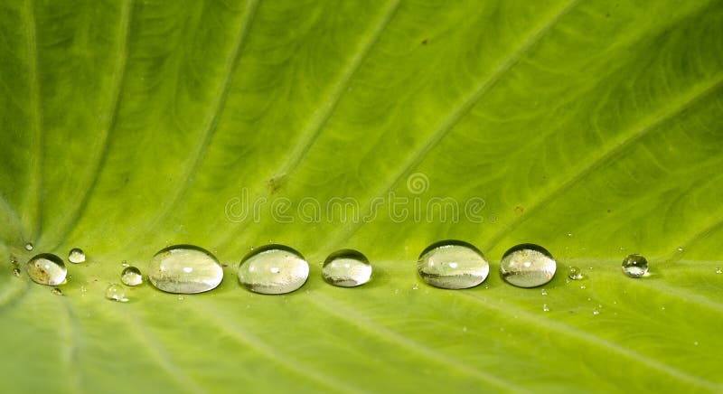 A row of water drops of various sizes and shapes aligned and resting along the spine of a large leaf after a morning shower. A row of water drops of various sizes and shapes aligned and resting along the spine of a large leaf after a morning shower
