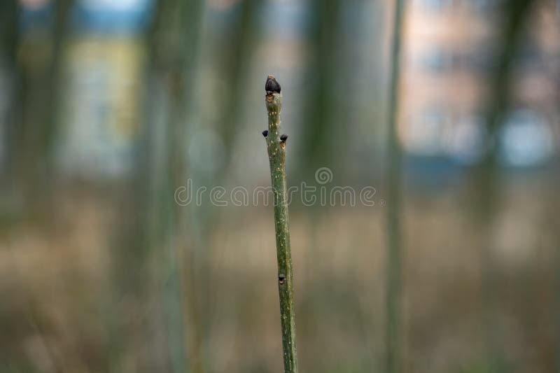 Nature's minimalism showcased in a solitary green stick royalty free stock image