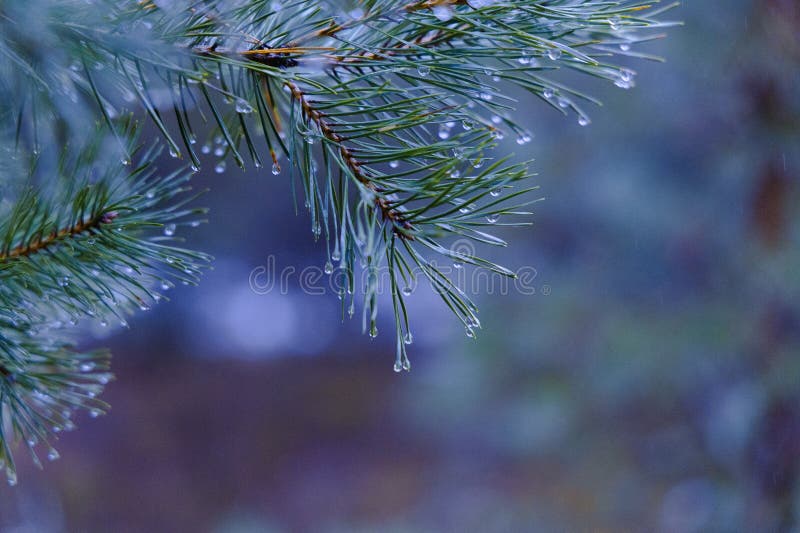 Glistening Pine