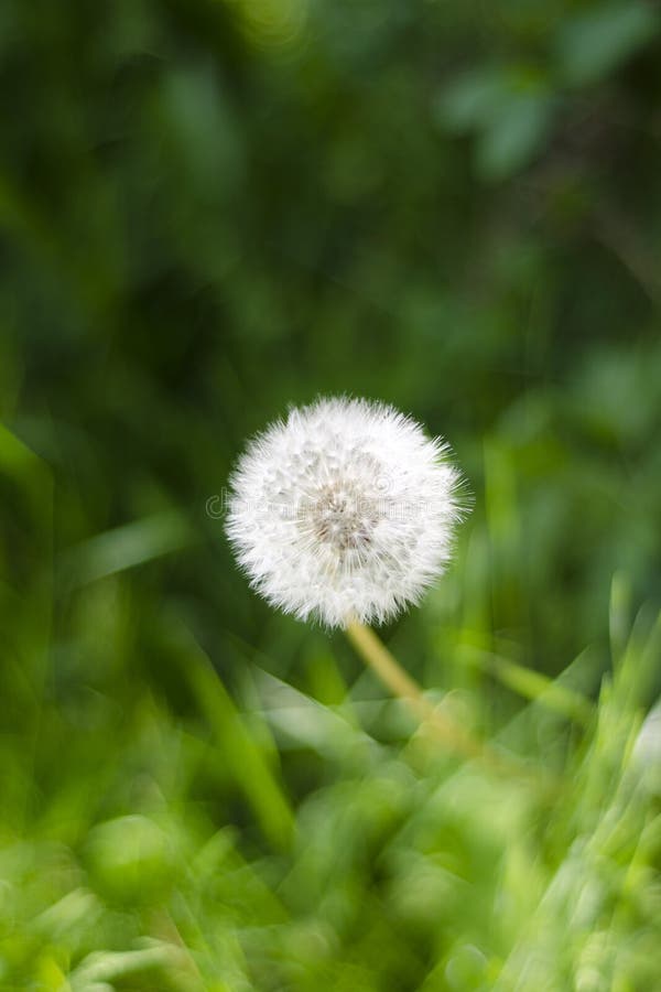 Nature`s Simplicity royalty free stock photography Nature`s Simplicity royalty free stock photography