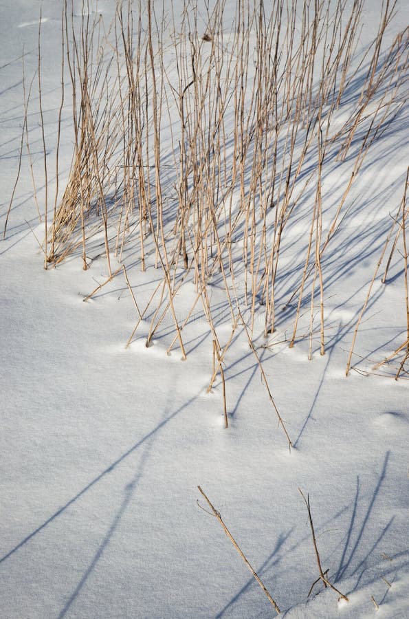 Long dry grass on snow stock photo Long dry grass on snow stock photo