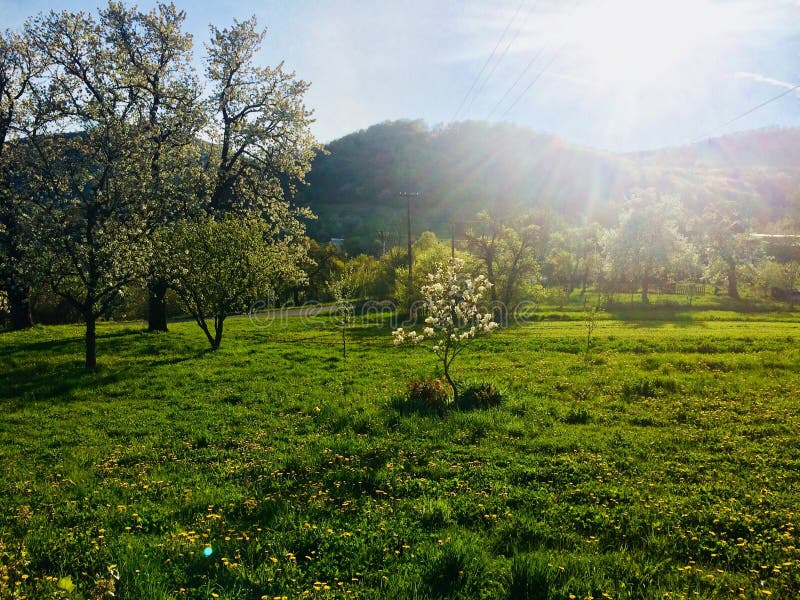 Nature spring home slovakia fellings