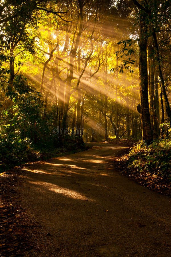 Nature Sunlight exposure Road Forest RoadCentral