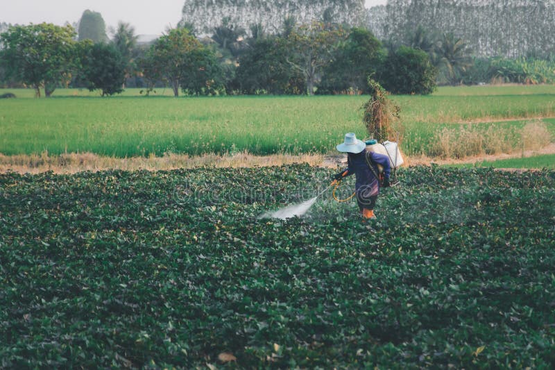 Nature of Sweet Potatoes Plantation, Yam Farming Stock Photo Image of nutrition, crop 274967610