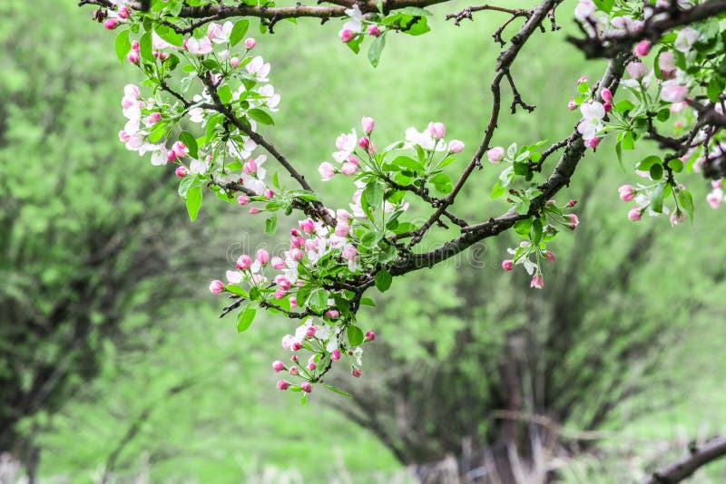 Bloomed apple trees. Nature in Tekeli. Spring. Kazakhstan stock photos