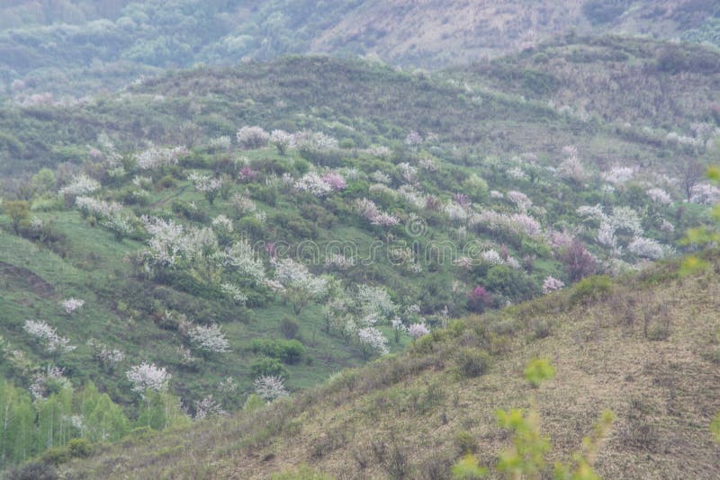 Bloomed apple trees. Nature in Tekeli. royalty free stock images