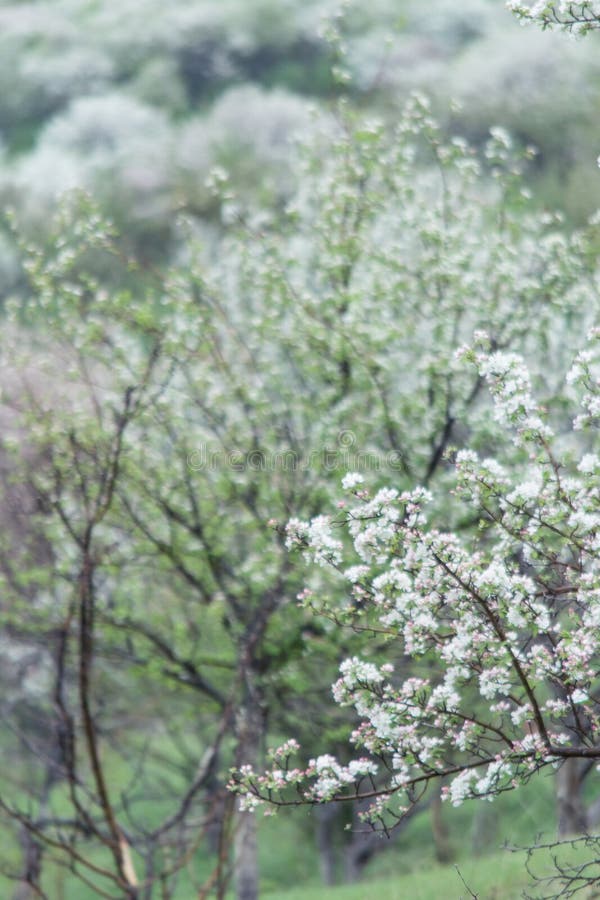 Bloomed apple trees. Nature in Tekeli. Spring. Kazakhstan stock photo