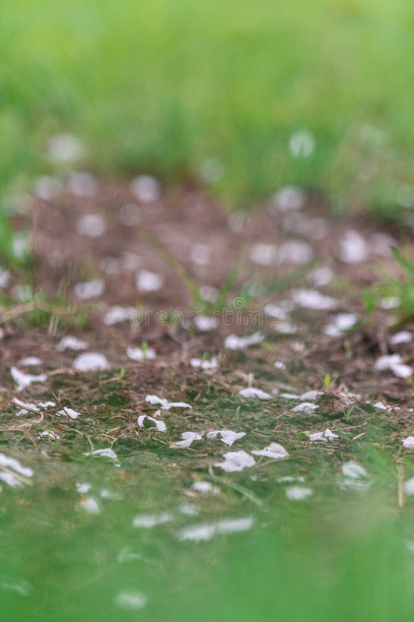 Bloomed apple trees. Nature in Tekeli. Spring. Kazakhstan stock image