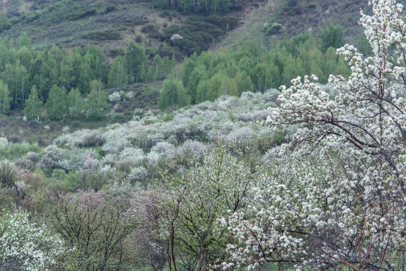 Bloomed apple trees. Nature in Tekeli. stock photo