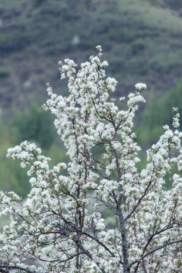 Bloomed apple trees. Nature in Tekeli. Spring. Kazakhstan stock photo