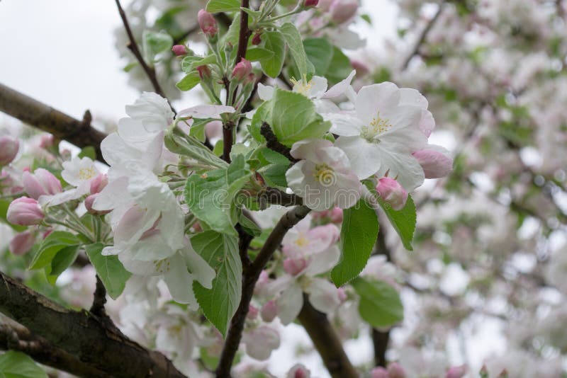 Bloomed apple trees. Nature in Tekeli. Spring. Kazakhstan royalty free stock image