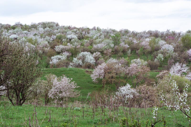 Bloomed apple trees. Nature in Tekeli. stock photography