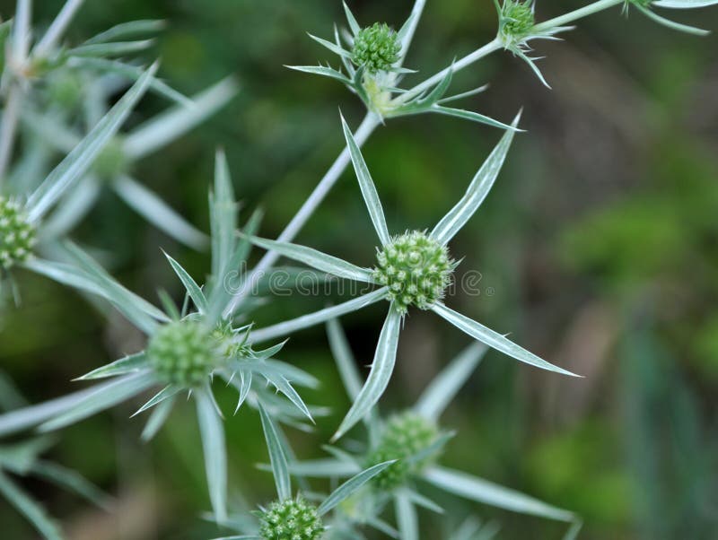 In Nature, Thistle Grows Eryngium Campestre Stock Image Image of