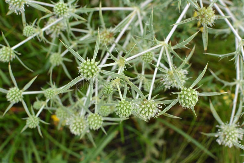 In Nature, Thistle Grows Eryngium Campestre Stock Photo Image of