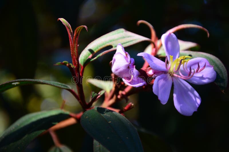 Nature tropicale - fleur violette image stock Nature tropicale - fleur violette image stock
